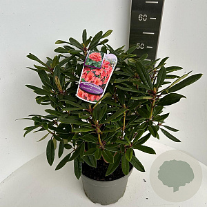 Rhododendron 'Tortoiseshell Orange' 40-50 cm 5,0L