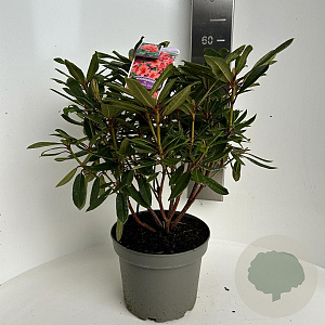 Rhododendron 'Tortoiseshell Orange' 40-50 cm 5,0L