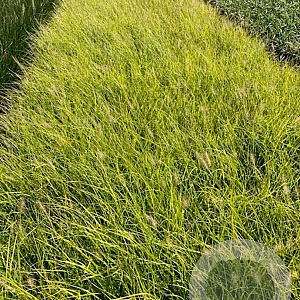 Pennisetum al. 'Hameln Gold' GM P9