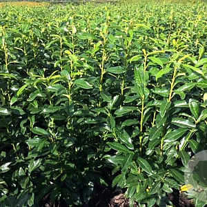 Prunus l. 'Novita' 80-100 cm met kluit