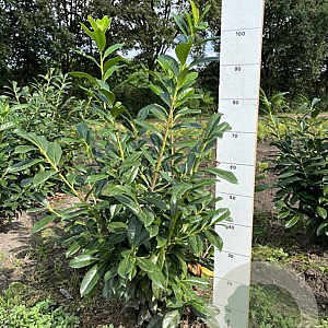 Prunus l. 'Novita' 80-100 cm met kluit