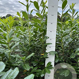 Prunus l. 'Novita' 80-100 cm met kluit