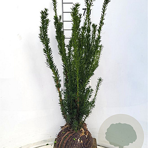 Taxus media 'Hillii' 60-80 cm met kluit