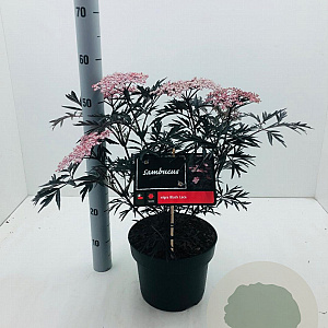 Sambucus nigra Black Lace 40-50 cm 5,0L