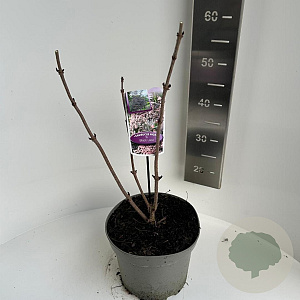 Sambucus nigra Black Lace 40-50 cm 5,0L