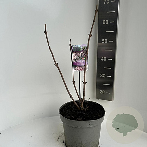 Sambucus nigra Black Lace 40-50 cm 5,0L