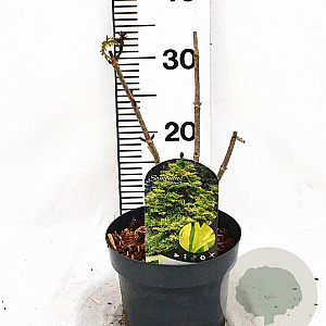 Sambucus nigra Golden Tower 30-40 cm 3,0L