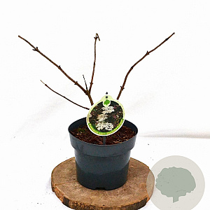 Sambucus nigra 'Guincho Purple' 30-40 cm 3,0L