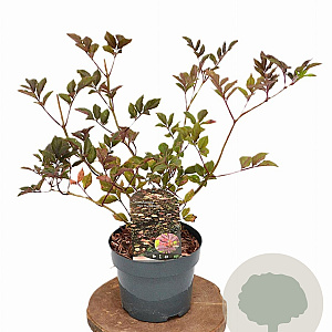 Sambucus nigra 'Thundercloud' 30-40 cm 3,0L