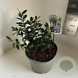 Sarcococca confusa 25-30 cm 5,0L