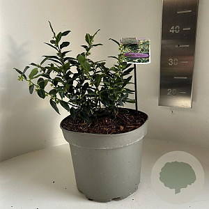 Sarcococca confusa 25-30 cm 5,0L
