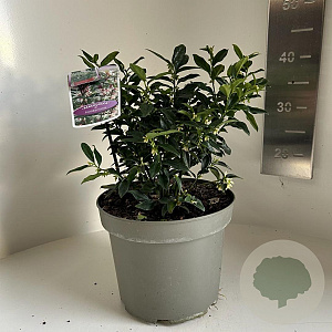 Sarcococca hookeriana 25-30 cm 5,0L