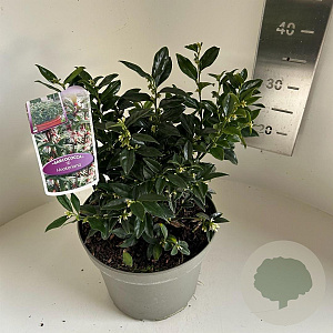 Sarcococca hookeriana 25-30 cm 5,0L