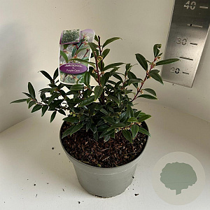 Sarcococca h. Purple Gem 25-30 cm 5,0L