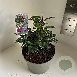 Sarcococca h. Winter Gem 25-30 cm 5,0L