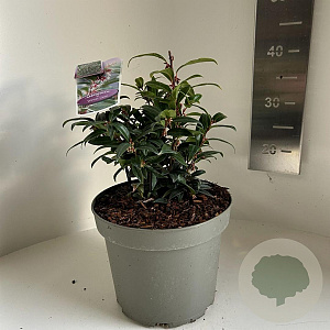 Sarcococca h. Winter Gem 25-30 cm 5,0L