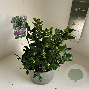 Sarcococca ruscifolia 25-30 cm 5,0L