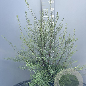 Spiraea arguta 60-80 cm 5,0L