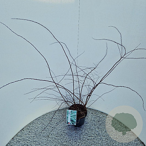 Spiraea cinerea 'Grefsheim' 40-50 cm 3,0L