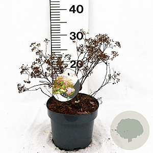 Spiraea jap. 'Genpei' 30-40 cm 3,0L