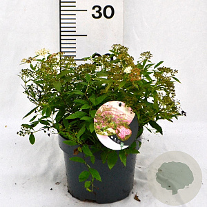 Spiraea jap. 'Genpei' 30-40 cm 3,0L