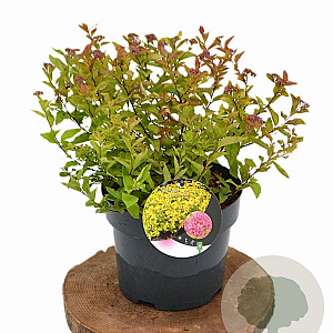 Spiraea jap. 'Goldflame' 30-40 cm 3,0L
