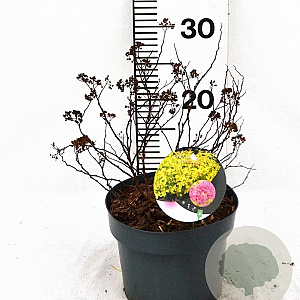 Spiraea jap. 'Goldflame' 30-40 cm 3,0L