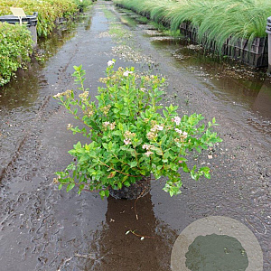 Spiraea jap. 'Little Princess' 25-30 cm 3,0L