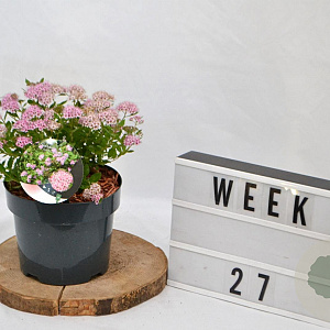 Spiraea jap. 'Little Princess' 25-30 cm 3,0L