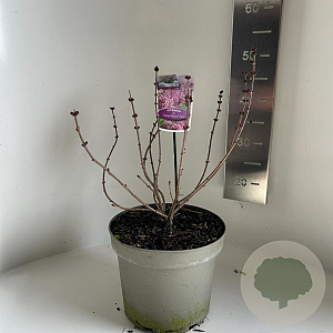 Syringa meyeri Flowerfesta Pink 40-50 cm 5,0L