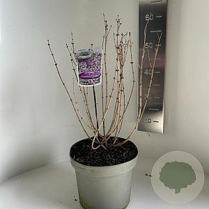 Syringa meyeri Flowerfesta Purple 40-50 cm 5,0L