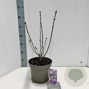 Syringa v. 'Michel Buchner' 40-50 cm 5,0L