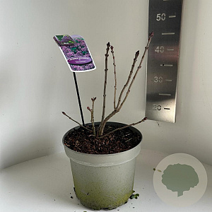 Syringa v. 'Sensation' 25-30 cm 5,0L