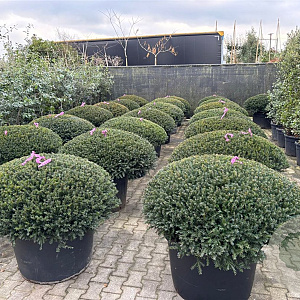 Taxus b. 'Renke's Kleiner Grüner' 110-120 cm cont. 155L platte bol