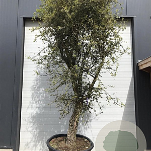 Trachelospermum jasminoides 100-150 cm container lage leivorm