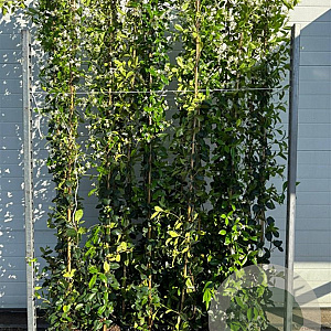 Trachelospermum jasminoides 175-200 cm 5,0L Gestokt