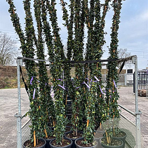 Trachelospermum jasminoides 325-350 cm 30L Gestokt