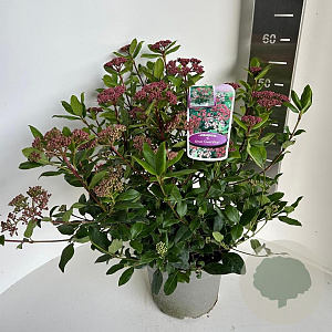 Viburnum tin. 'Gwenllian' 40-45 cm 5,0L
