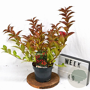 Weigela All Summer Red 30-40 cm 3,0L