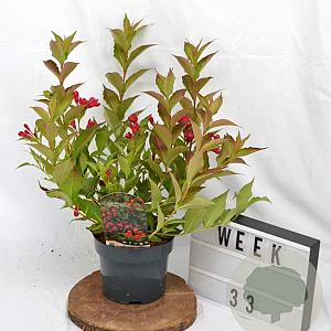Weigela All Summer Red 30-40 cm 3,0L