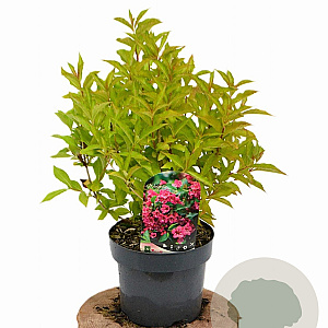 Weigela Big Love 30-40 cm 3,0L