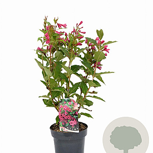 Weigela Big Love 30-40 cm 3,0L