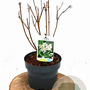 Weigela 'Bristol Snowflake' 30-40 cm 2,0L