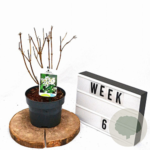 Weigela 'Bristol Snowflake' 30-40 cm 2,0L