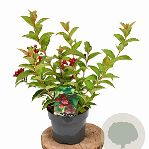 Weigela Cherry Love 30-40 cm 3,0L