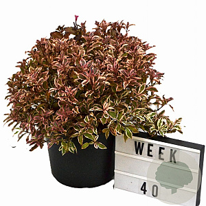 Weigela florida All Summer Monet 50-70 cm 12L