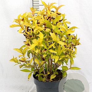 Weigela florida Jean's Gold 25-30 cm 3,0L