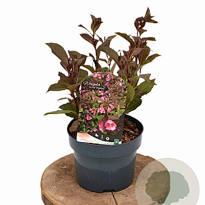 Weigela florida 'Victoria' 30-40 cm 2,0L