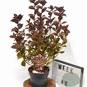 Weigela florida 'Victoria' 40-50 cm 3,0L
