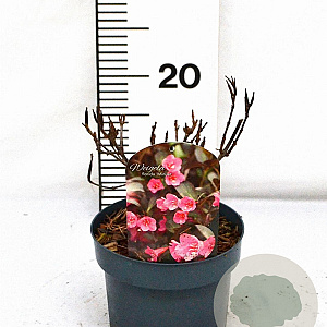 Weigela 'Minuet' 30-40 cm 2,0L